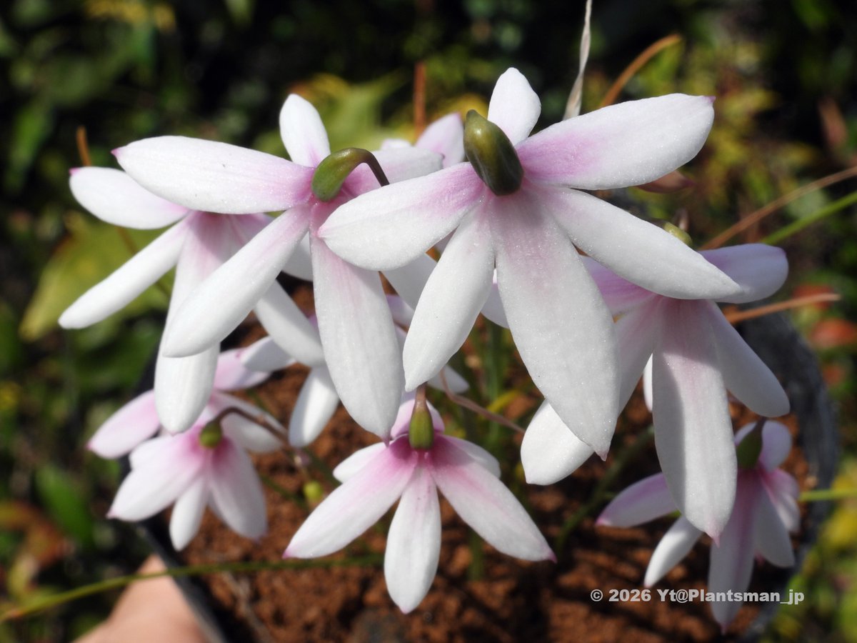 Plantsman_jp's tweet photo. #Acis trichophylla, SBL 603. Morocco.
葉が細くて伸ばす数も少ないワリに、年々花数が増えてる。
#アキス https://t.co/LqkVwD77kx