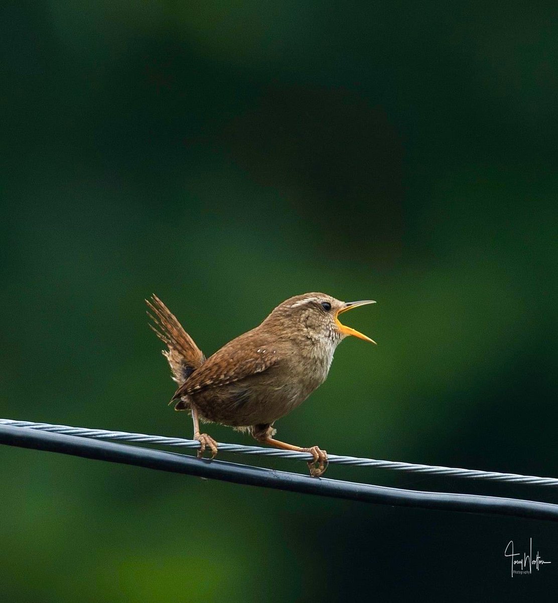 Tony’s Photos ….🍂🍁 tweet media