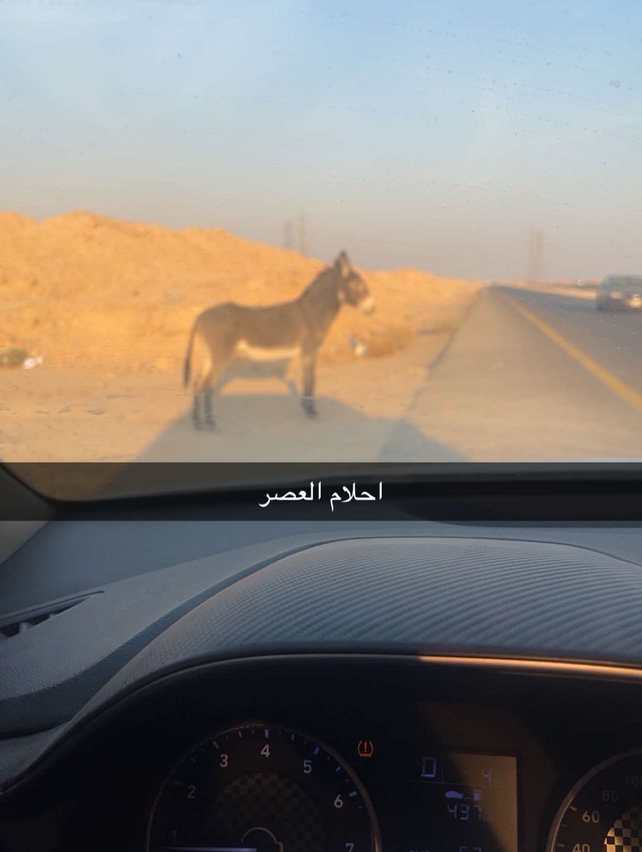 يعرب tweet media