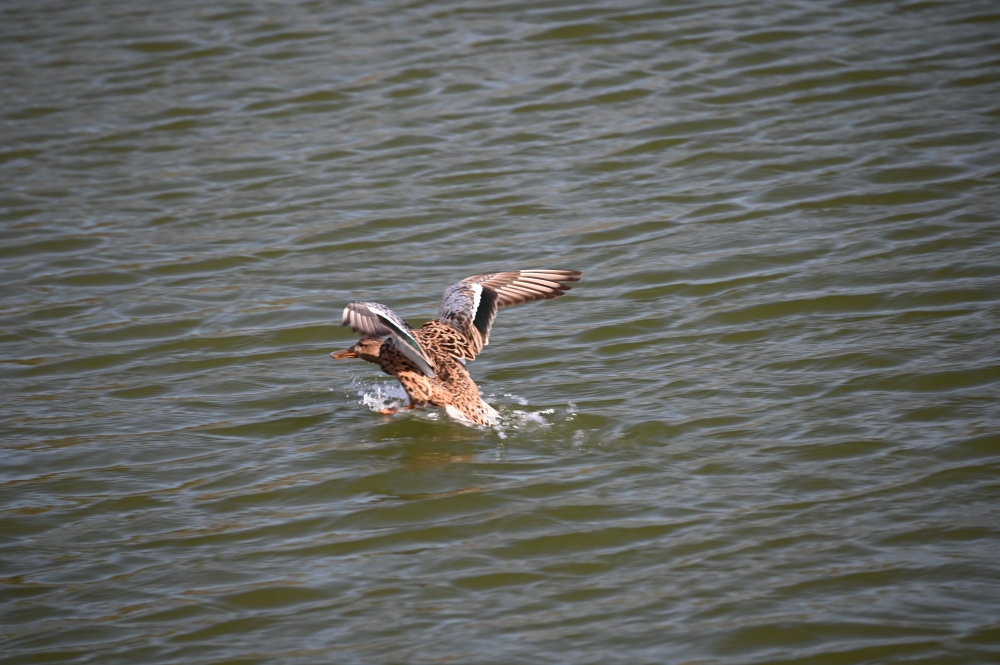 Zaurusu.y.加藤 tweet media