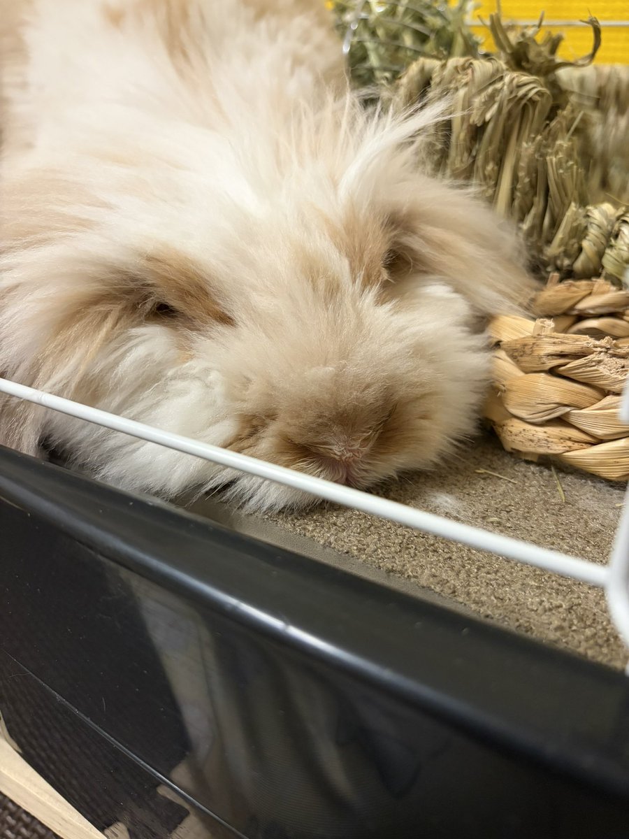 さう🐰ゆるり (@sau_siro) on Twitter photo 