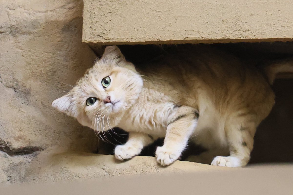 くまぱん tweet media