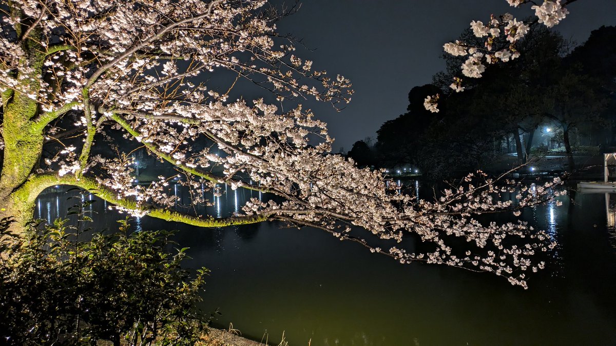 muzzle2020's tweet photo. 雨の��の夜桜、誰もいない。
＃大宮公園 https://t.co/LXUzhW5edc