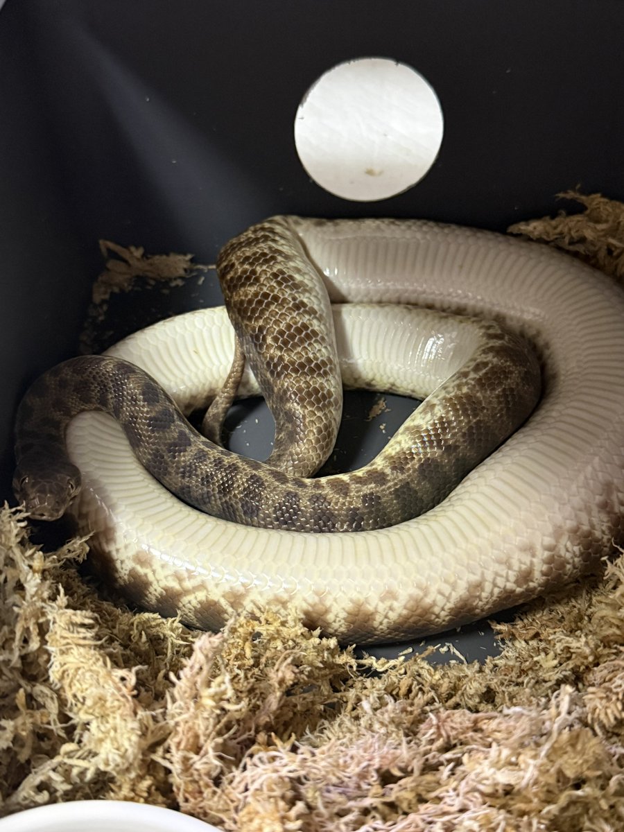 りょう tweet media