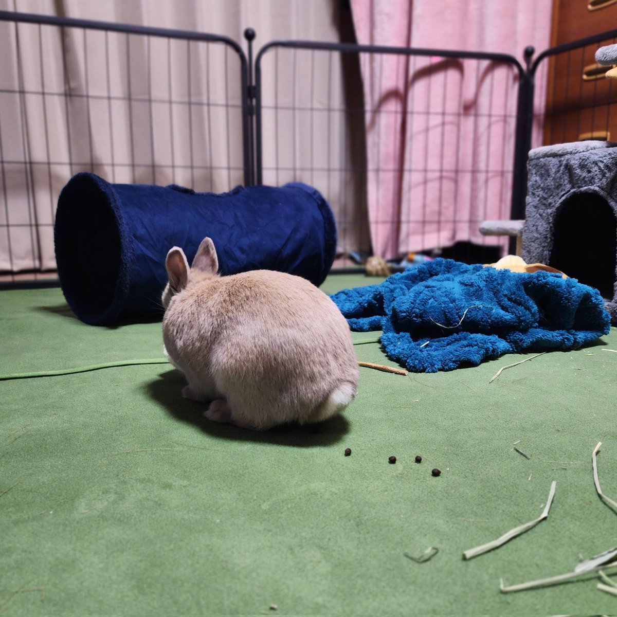 T7ふぉんNP tweet media