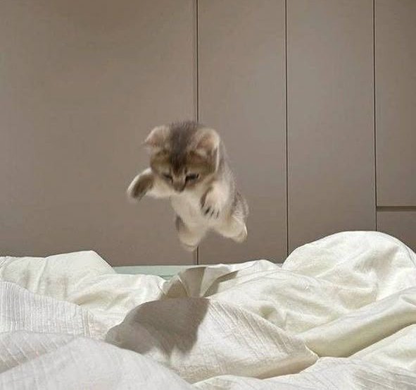 meowperth thinker 💭 tweet media