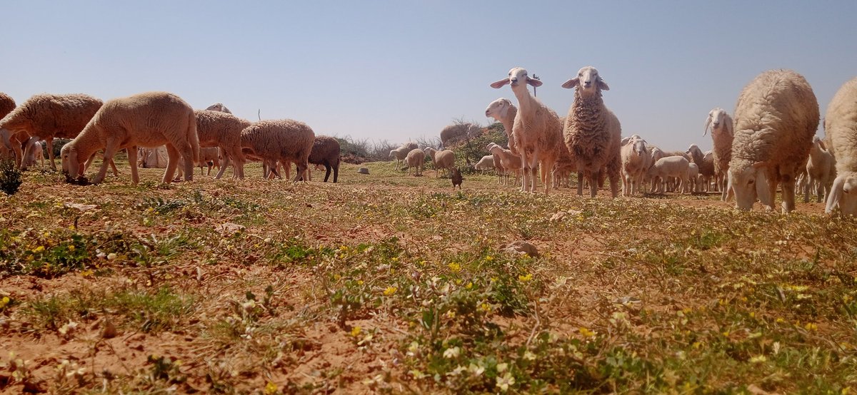 🇩🇿 قےـادة 🇩🇿 tweet media
