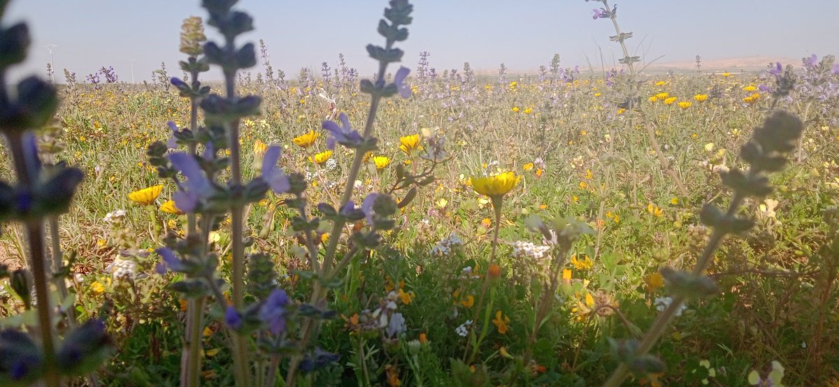 🇩🇿 قےـادة 🇩🇿 tweet media