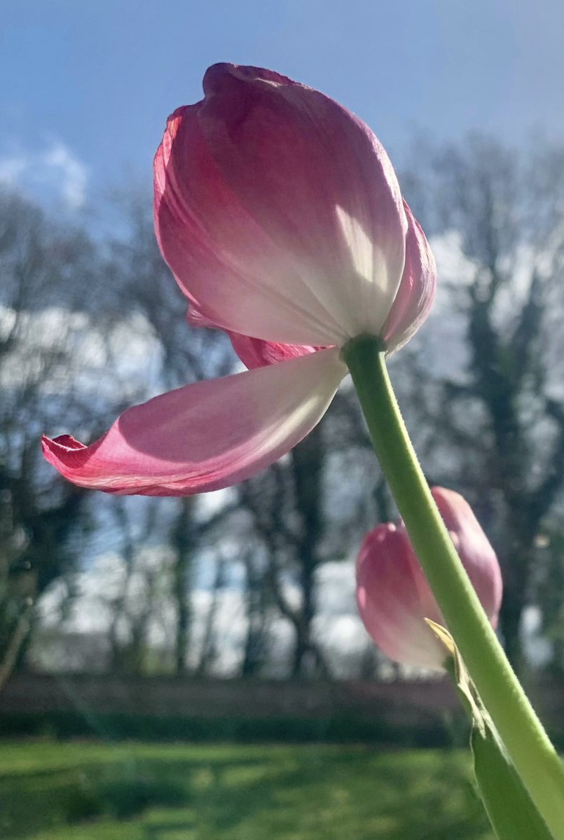 ruths_gallery's tweet image. On this cool breezy March day with hail showers how lovely it is to have sunny spells. 

#tulips #SpringFlowers #flowerphotography