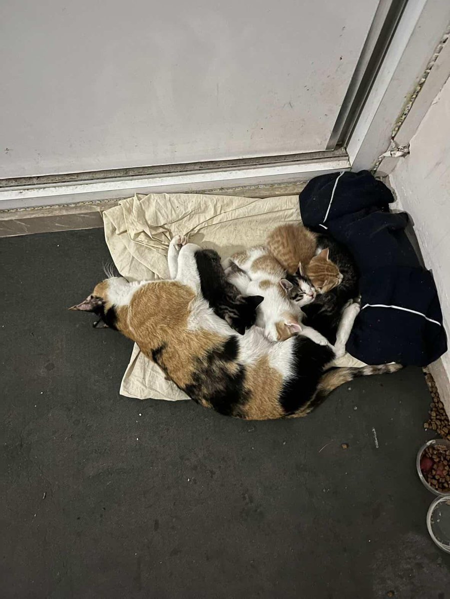 Gündem Türk tweet media