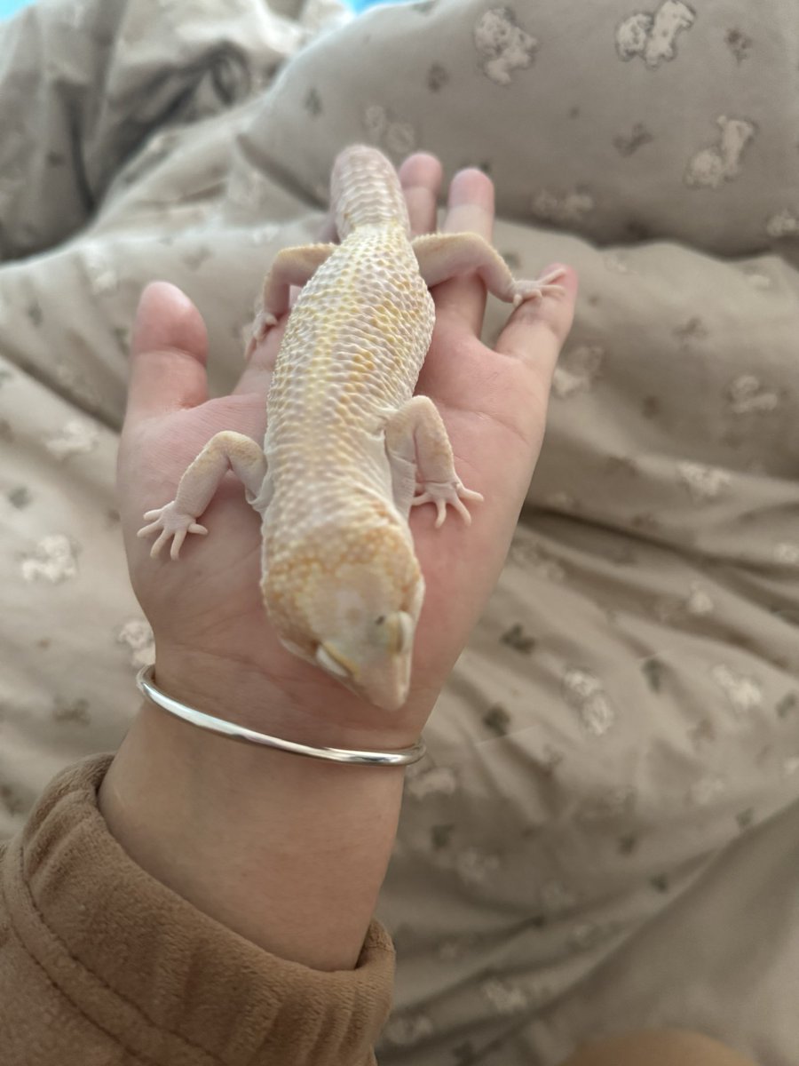 全世界最爱豹纹守宫的人 tweet media