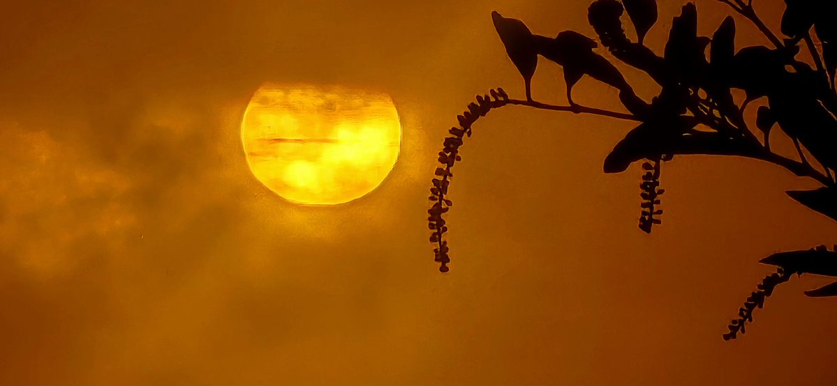 Norma Ortiz Rodriguez tweet media