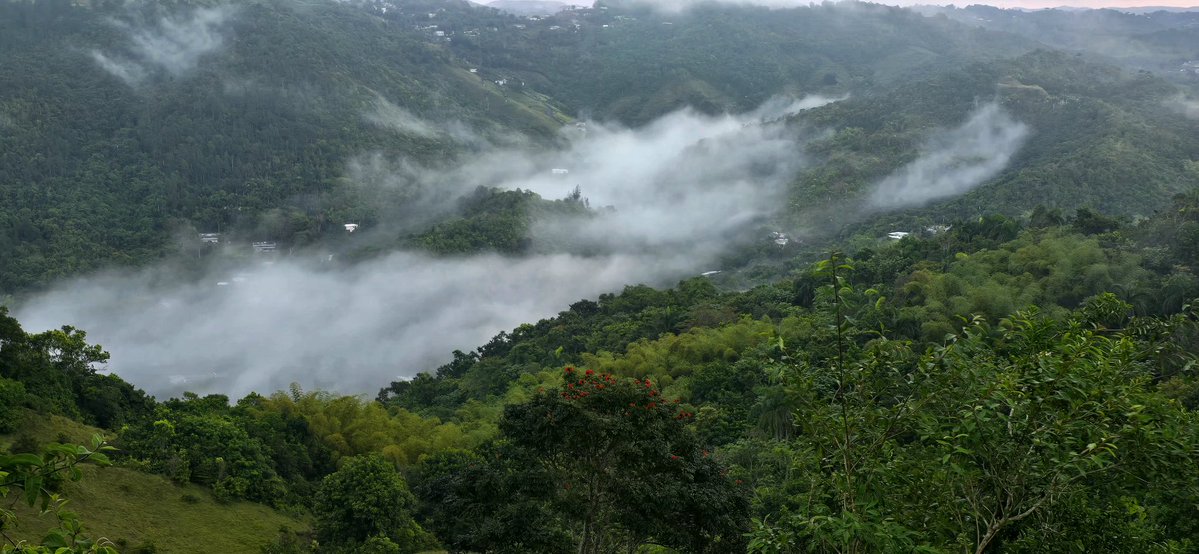 Norma Ortiz Rodriguez tweet media