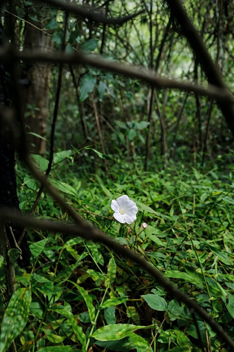 Pics from the forest nearby my home. 
A lot of wild flowers and fungi
