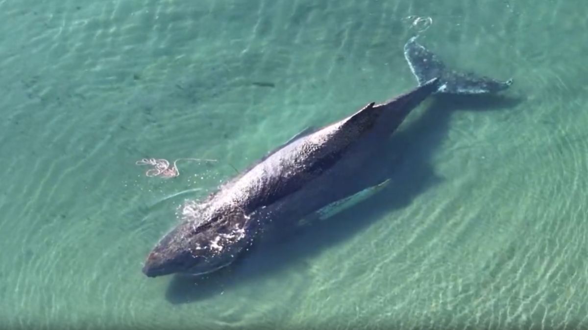 ntv Nachrichten tweet media