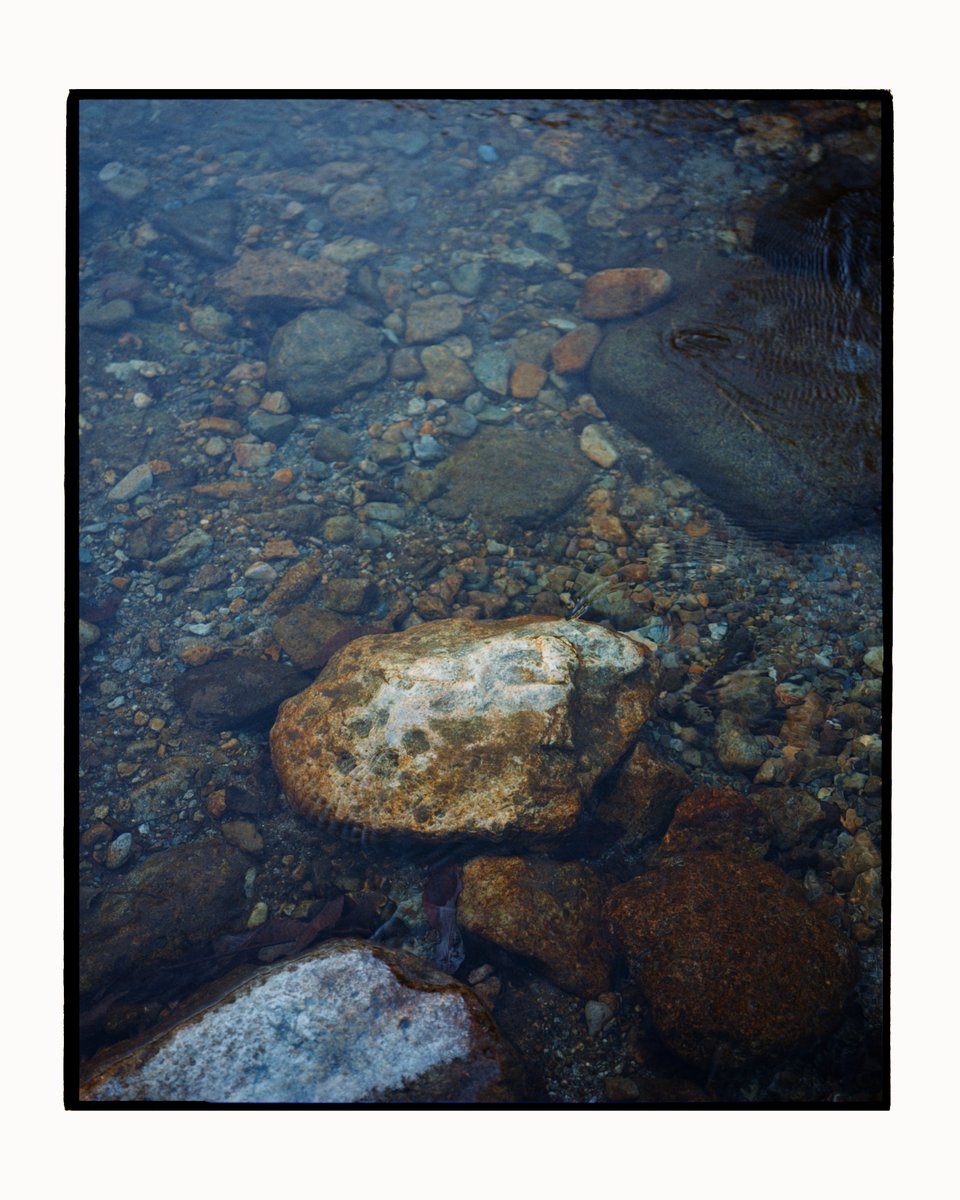 🌲🌲 tweet media