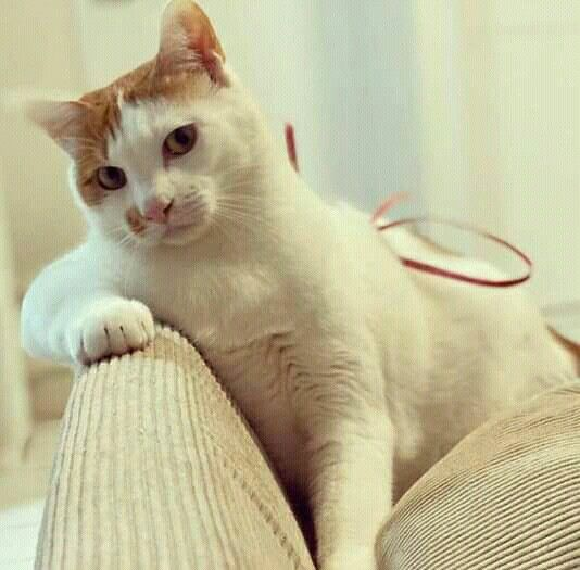 avgreplyguy tweet media