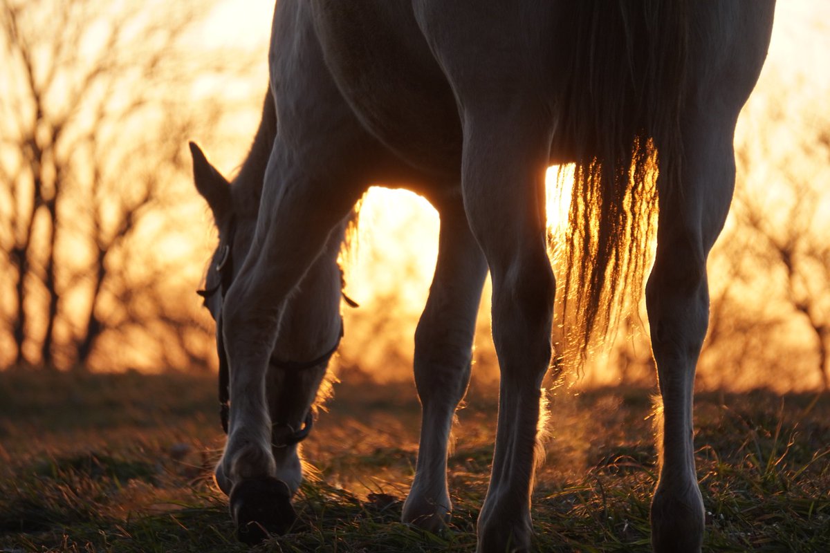 馬きち tweet media