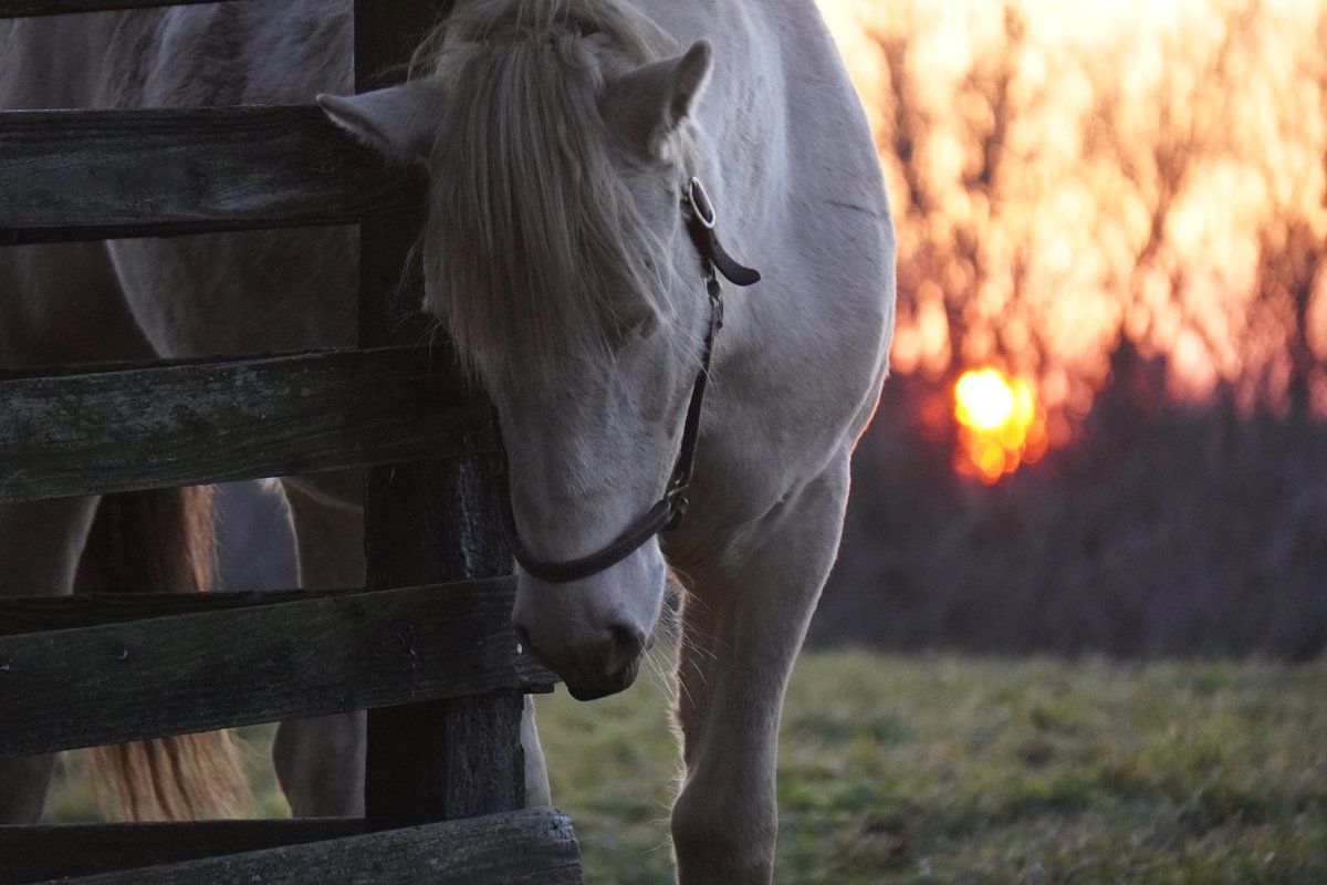 馬きち tweet media