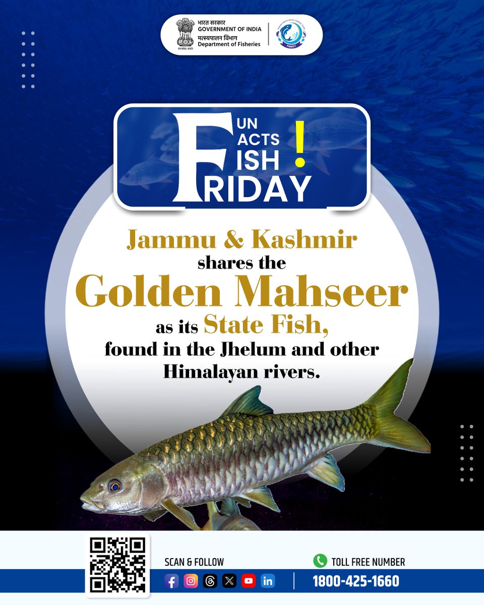 FisheriesGoI's tweet photo. The Golden Mahseer reflects the purity of J&K’s river systems.
#JammuAndKashmir #GoldenMahseer #TorPutitora #StateFish #HimalayanFish #RiverLife
@PIBSrinagar @PIB_India @OfficeOfLGJandK
@CM_JnK @PIB_India @PIBJammuKashmir @dcsambaoffice @FisheriesJK @mygovindia @likhi_dr @JSFisheries @DDNewslive