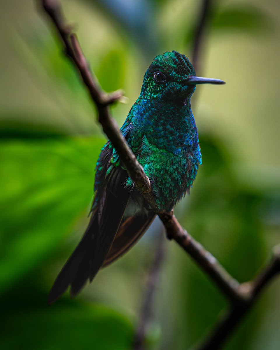 J. P. Monge S. tweet media