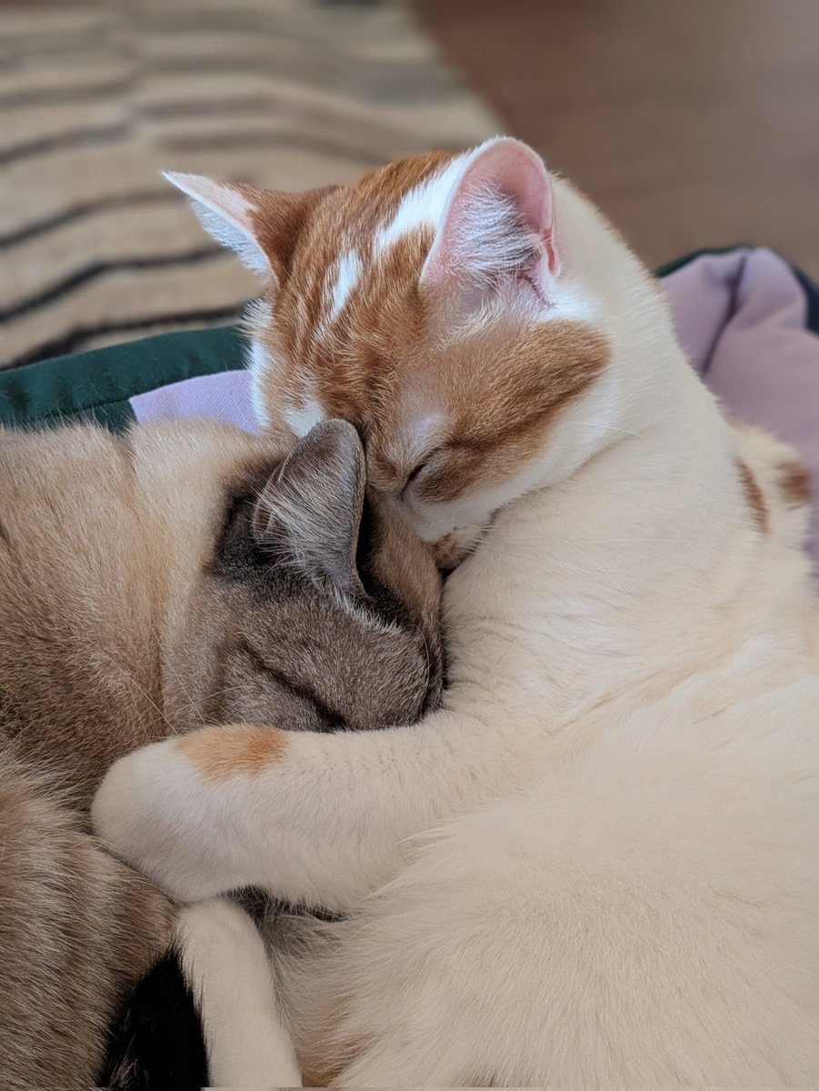 ガルボとプッカ tweet media