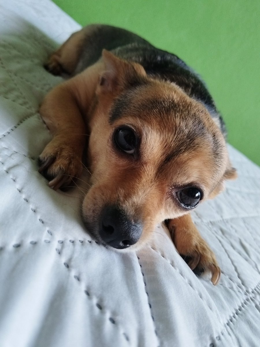 🅰️rtemio García Díaz (Αρτέμιος) tweet media