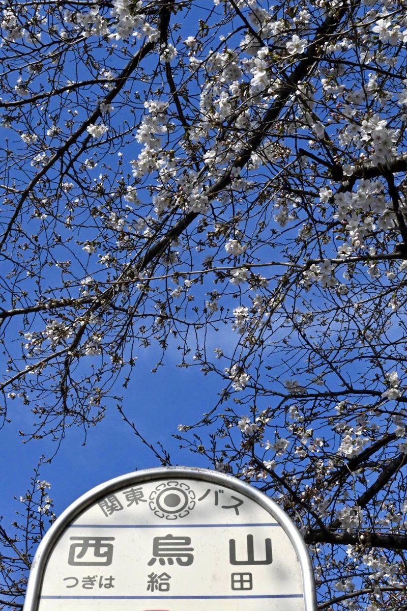 羽鳥写真館 tweet media