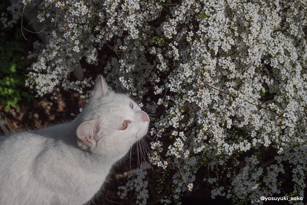 yasuyuki_saka's tweet image. ねこ。 #猫 #ねこ #cat #猫写真