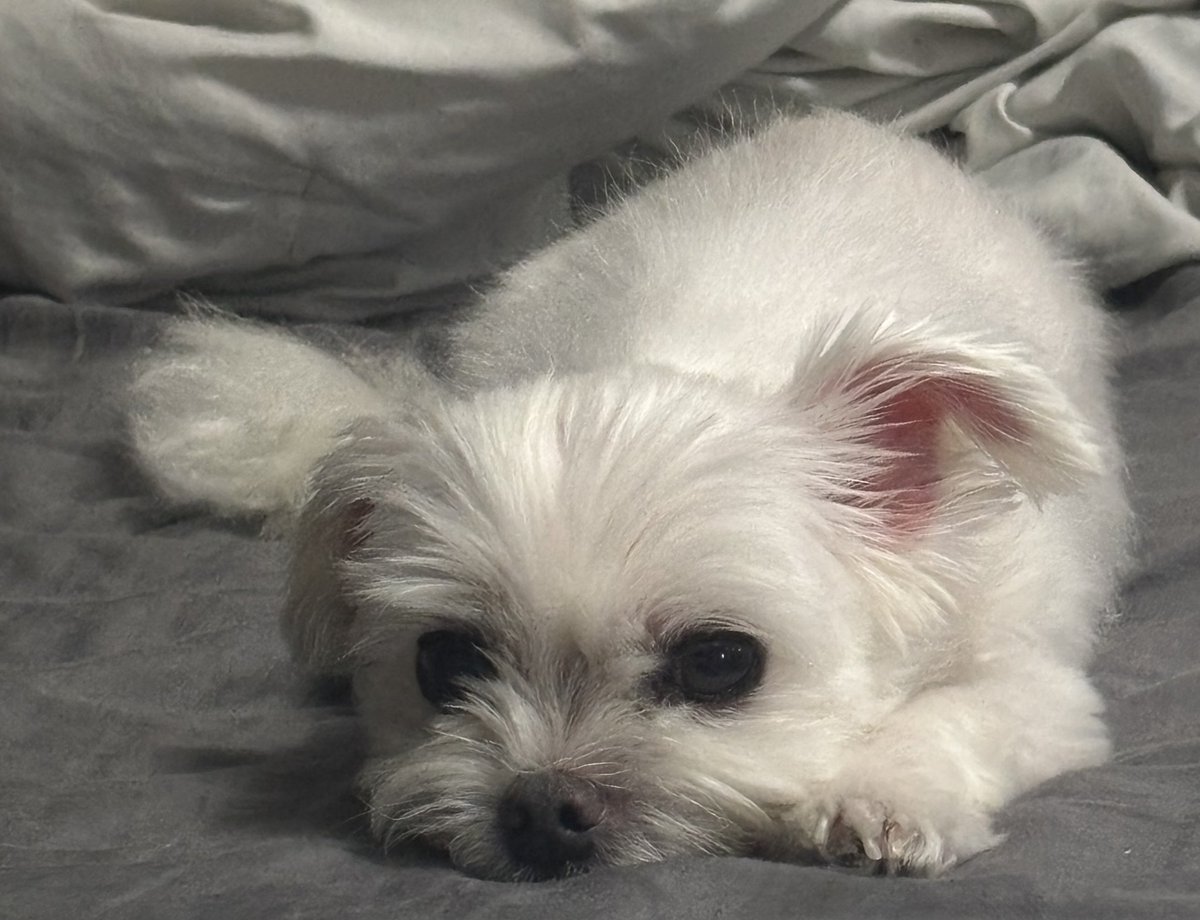 정자병신(상태:저를목졸라죽이는분께천억을드립니다) tweet media