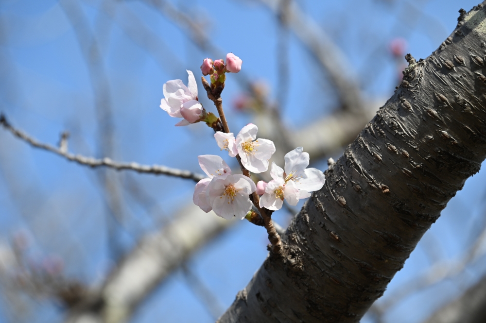 Zaurusu.y.加藤 tweet media