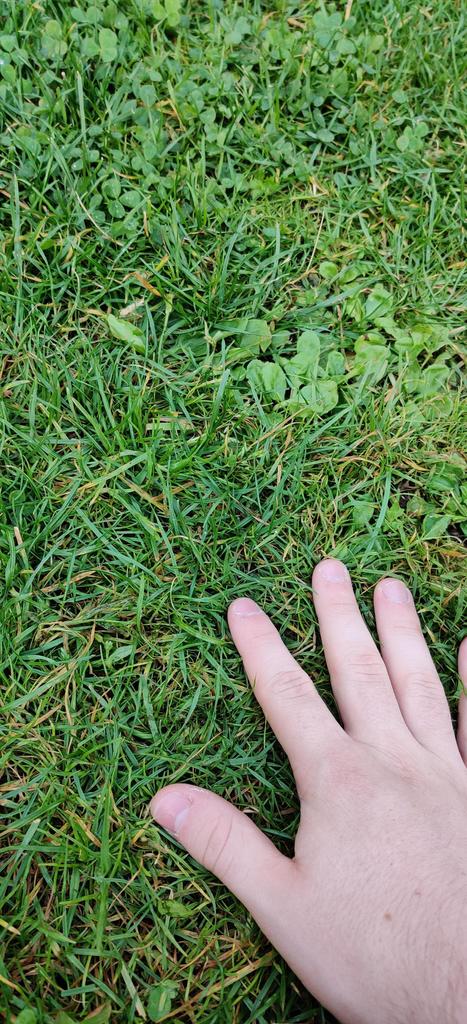 🐕 fan tweet media