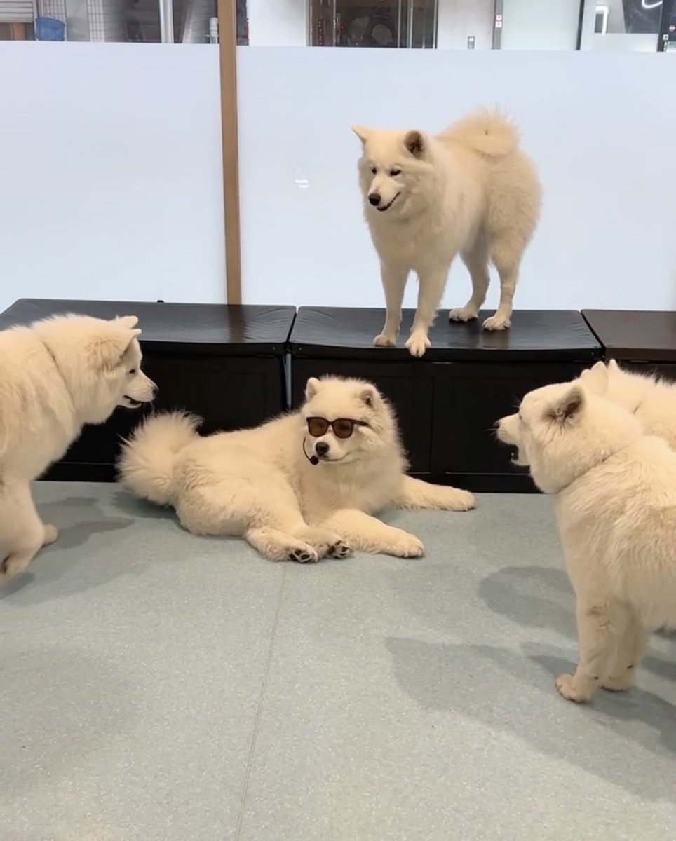 サモエドカフェアル tweet media