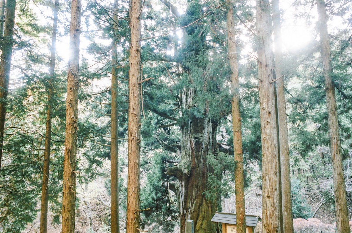 HOUYHNHNM（フイナム） tweet media