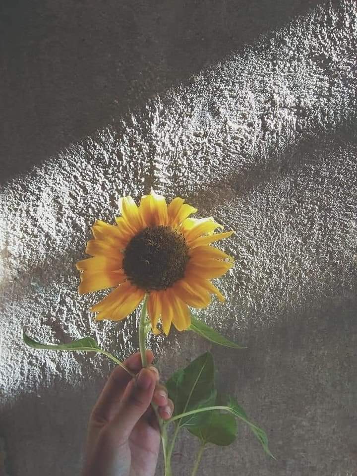 sunflower.🌻🤍 tweet media