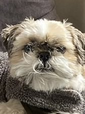 混沌な世界に生まれし不細工な天使 