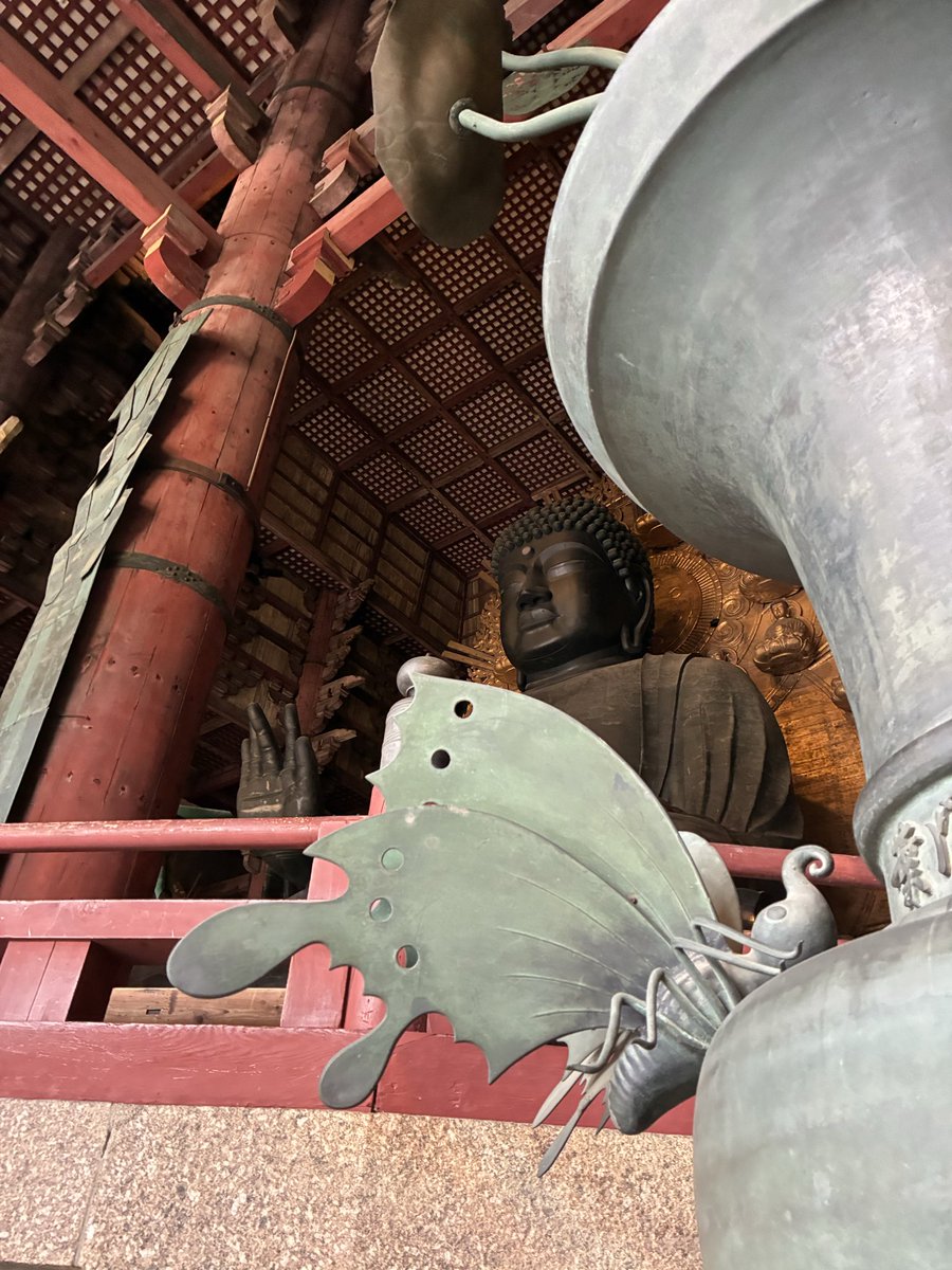 chichiyas_'s tweet photo. 二階堂奥歯の8本足の蝶を読んでから気になってた東大寺の蝶。こんなに珍しいのに説明書きも全くなく、蝶について触れてるものが一切無かった。こんなに素敵なのに、、ポストカードとか売ってたら欲しいのにな〜。 https://t.co/uHO4nyVkMH