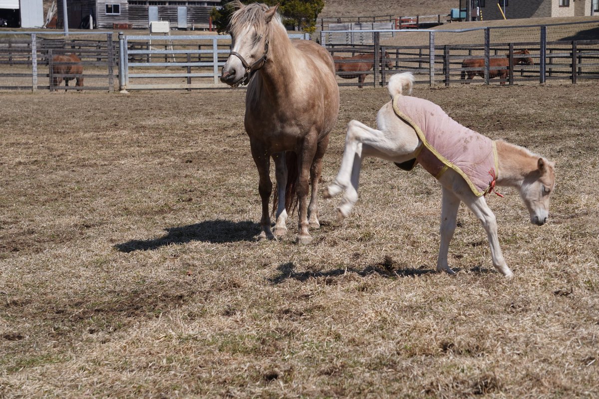 馬きち tweet media