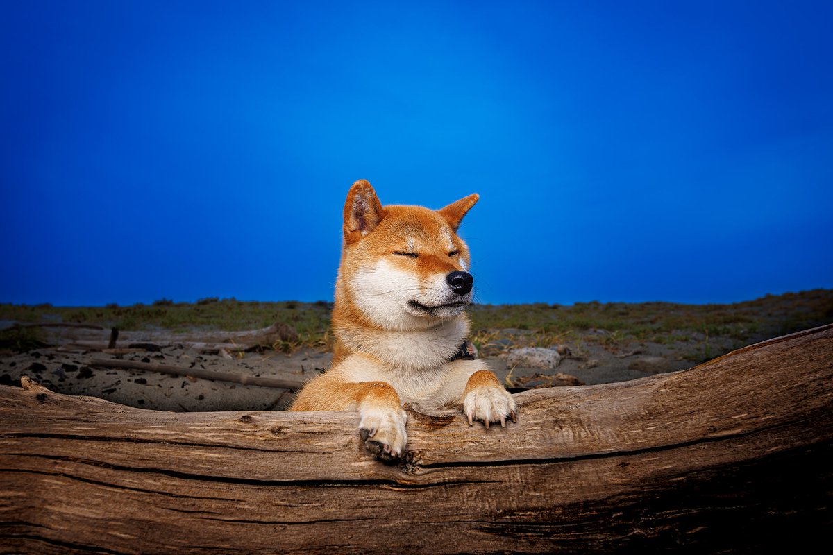 僕の撮った写真がまたしても3週連続でめざまし占いに出ることになってもうた✌️ 
もはやめざまし占い写真家…

今週はりくととうみと蓮くんとゆいちゃん
来週はりくとの小さい頃の写真
再来週はりくとのマブダチの蓮くん

3週連続が２回もなんて快挙じゃんね？
占いの犬枠網羅してる気がするw