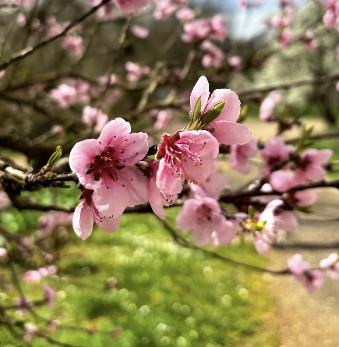 𝚂𝚘𝚘𝚔𝚒𝚎 𝚑𝚊𝚝𝚎𝚜 𝚢𝚘𝚞 🌸 tweet media