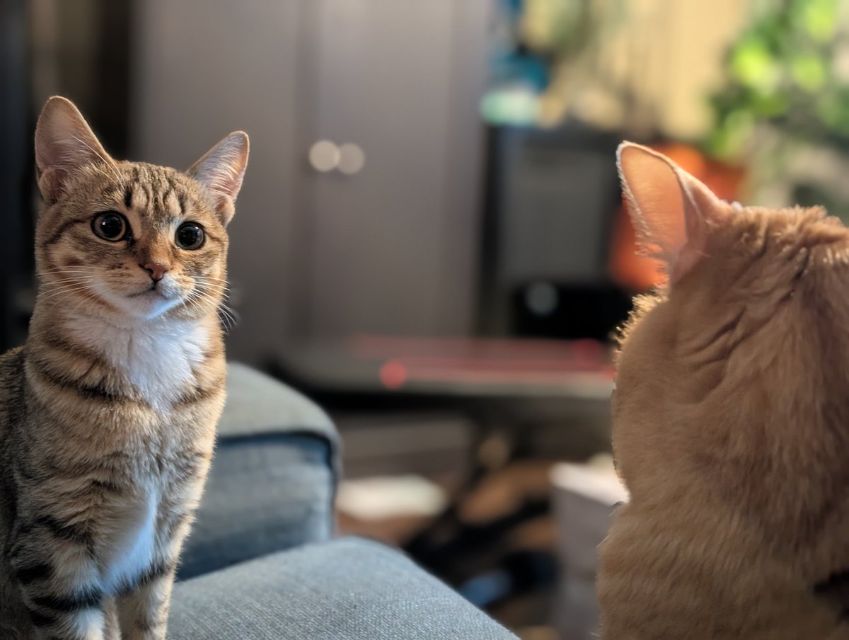 A N T I C // xoaa. tweet media