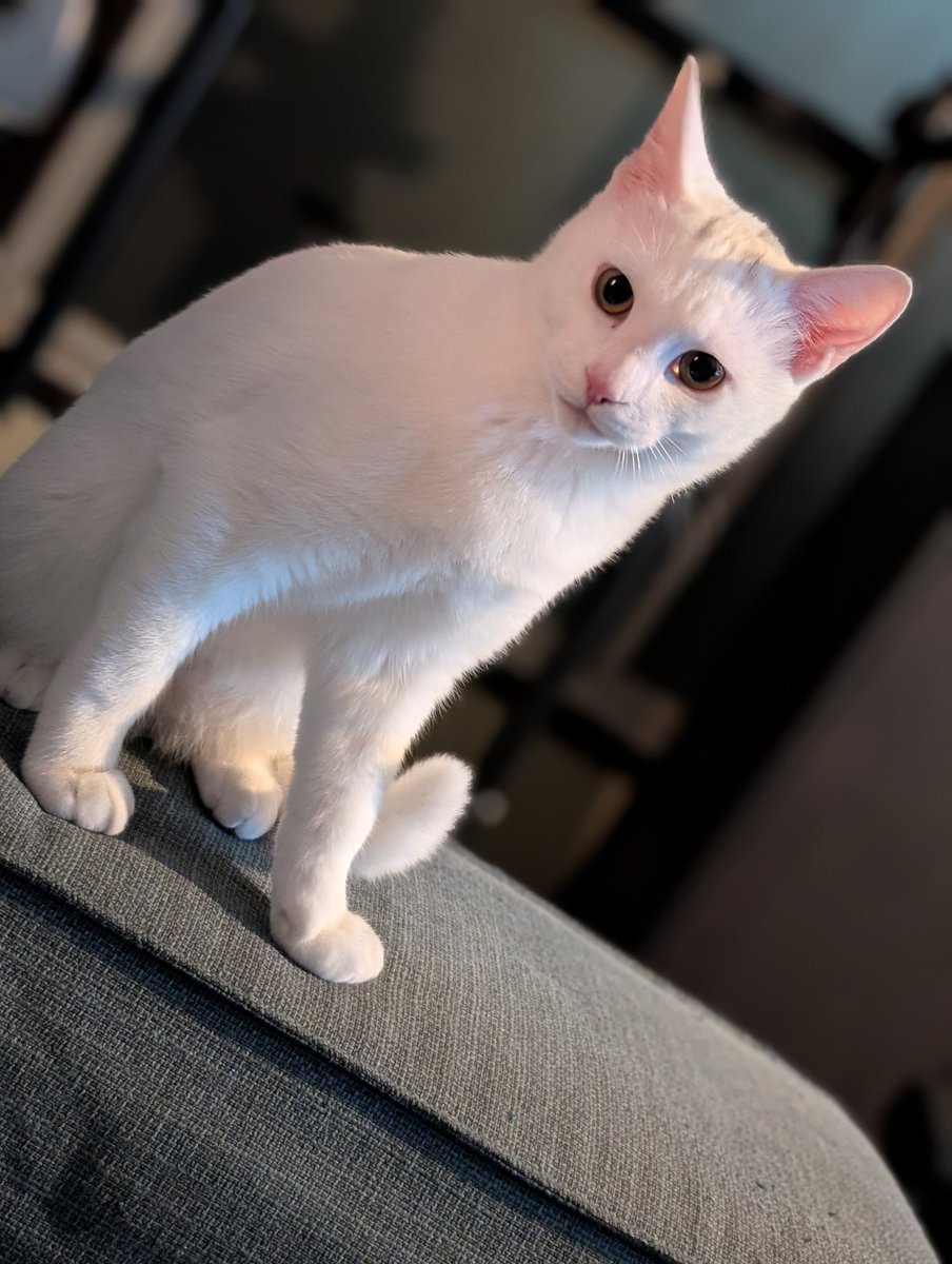 A N T I C // xoaa. tweet media