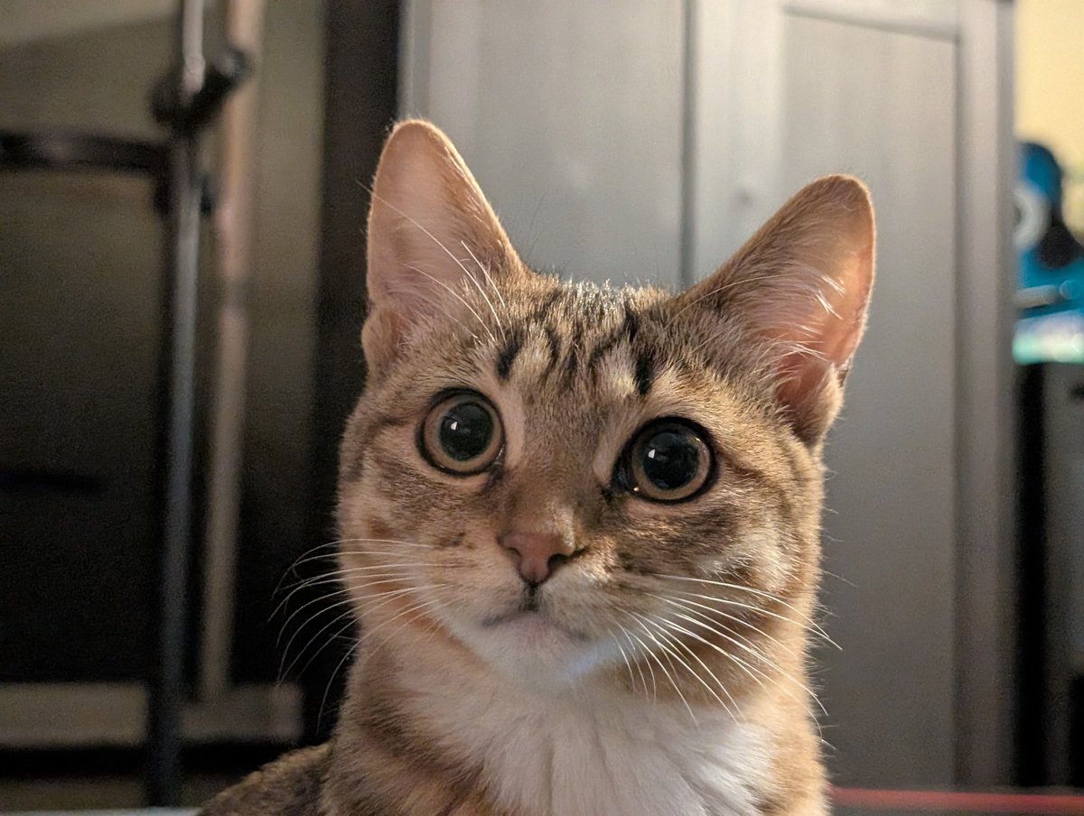 A N T I C // xoaa. tweet media