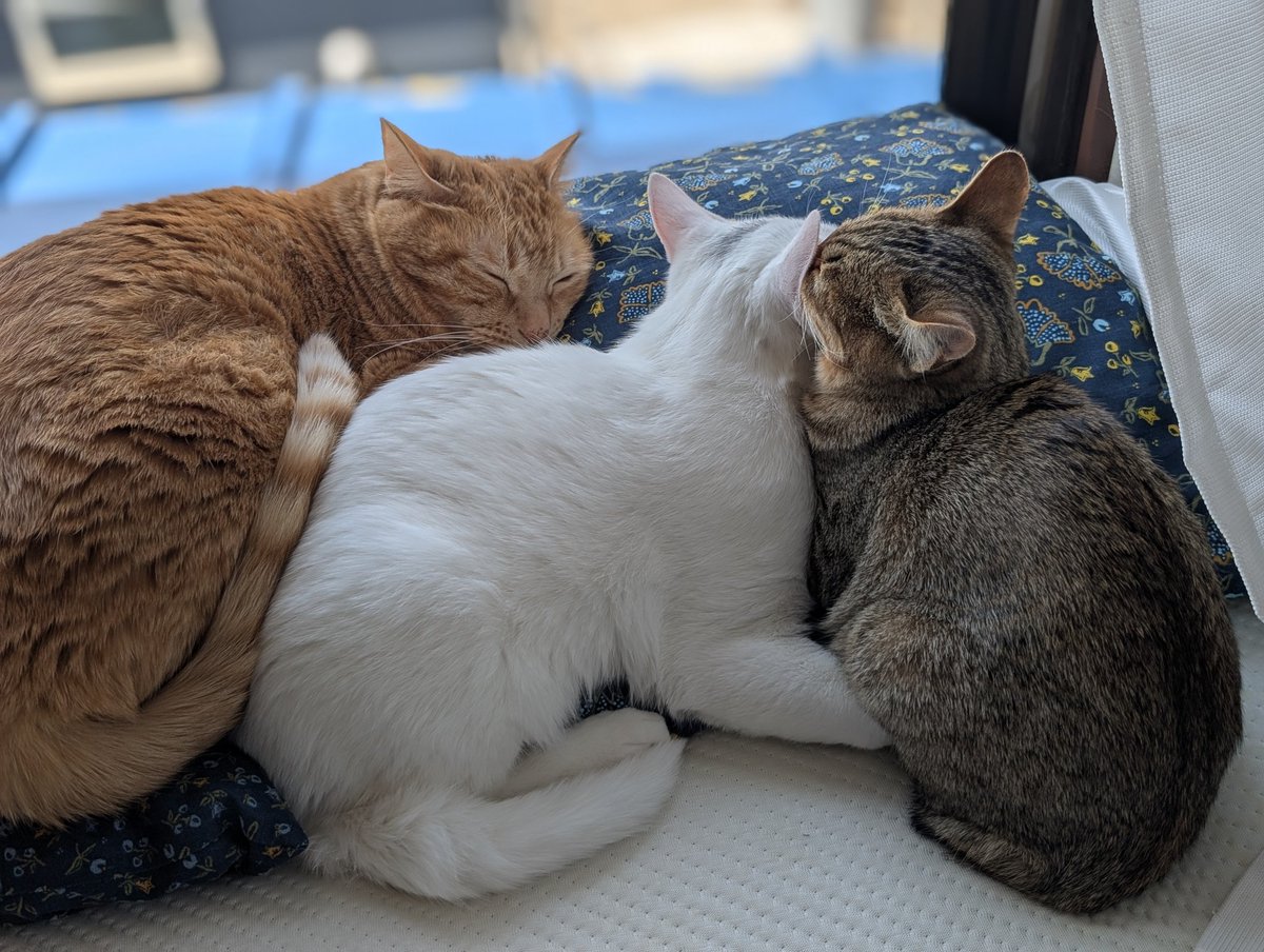 A N T I C // xoaa. tweet media