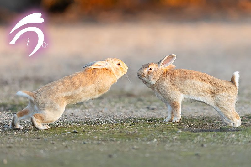 バトルが始まる0.1秒前❗️

「やんのかコラー💢」って声が聞こえてきそう。