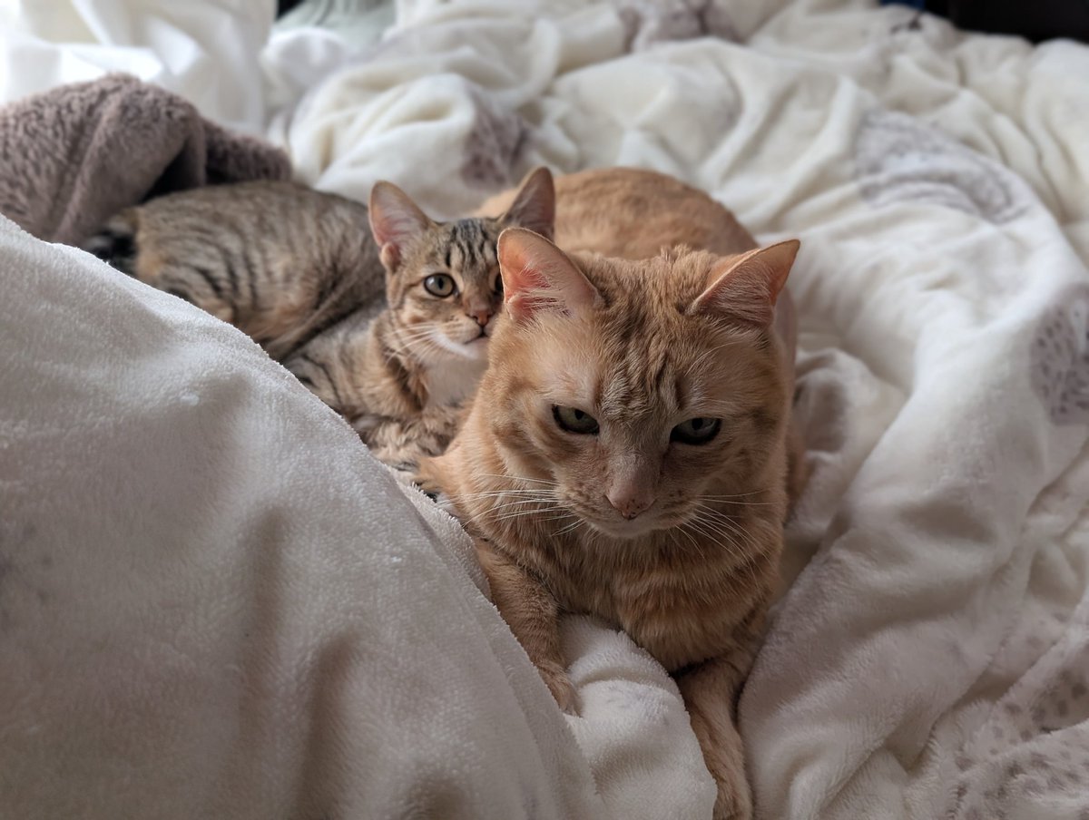 A N T I C // xoaa. tweet media