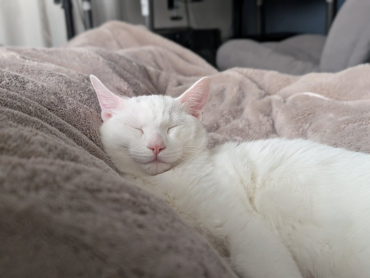 A N T I C // xoaa. tweet media