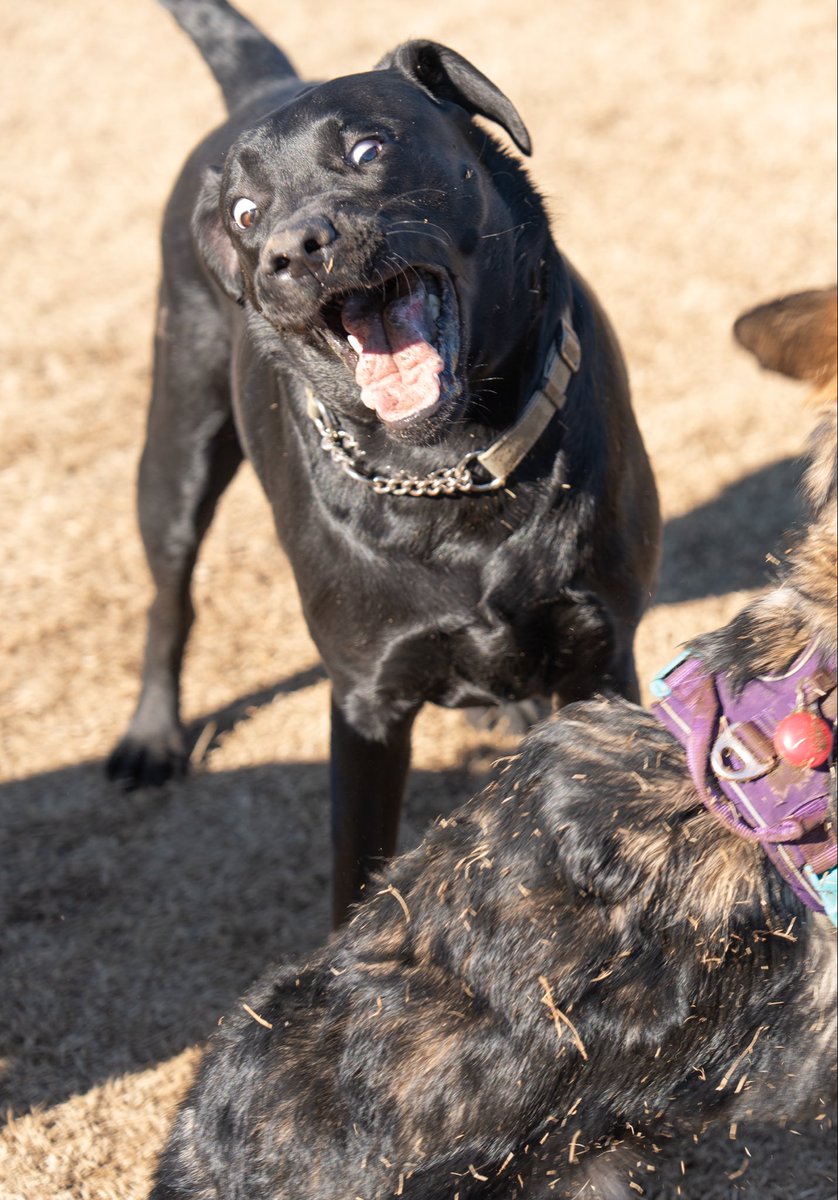 よー清水🐧🐕🦺🐈YoShimizu tweet media