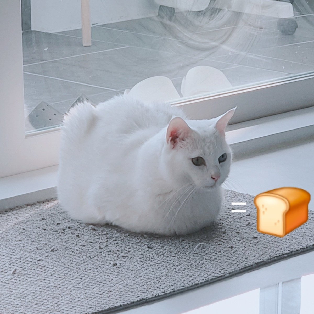 romanticomputer's tweet photo. white bread https://t.co/DezEhldayL
