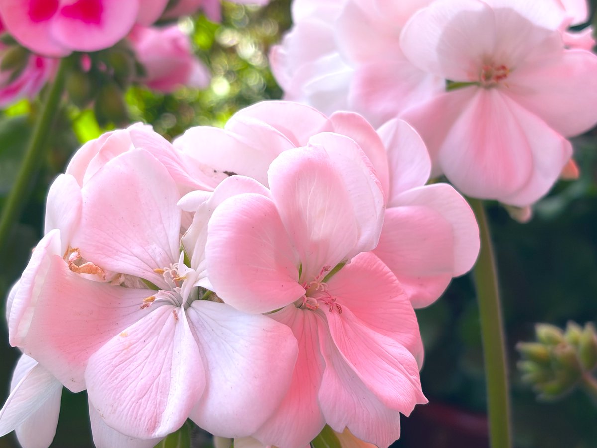 天国でのますますの幸せを🌸🌷🪷🌈✨️✨️

そして、大天使としてのますますのご活躍を✨️🍀ﾊﾋﾟ⋆⸜(* ॑꒳ ॑*  )⸝ﾊﾋﾟ🌙*ﾟ🔆💫💫

こころっから祈ってます☺️☘️✨️

 #命日